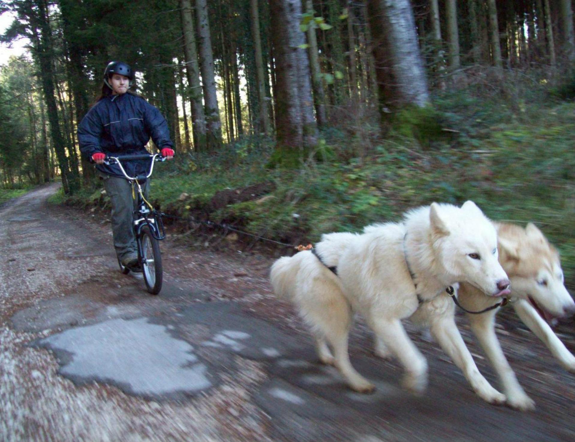 Trotinette avec les Huskies