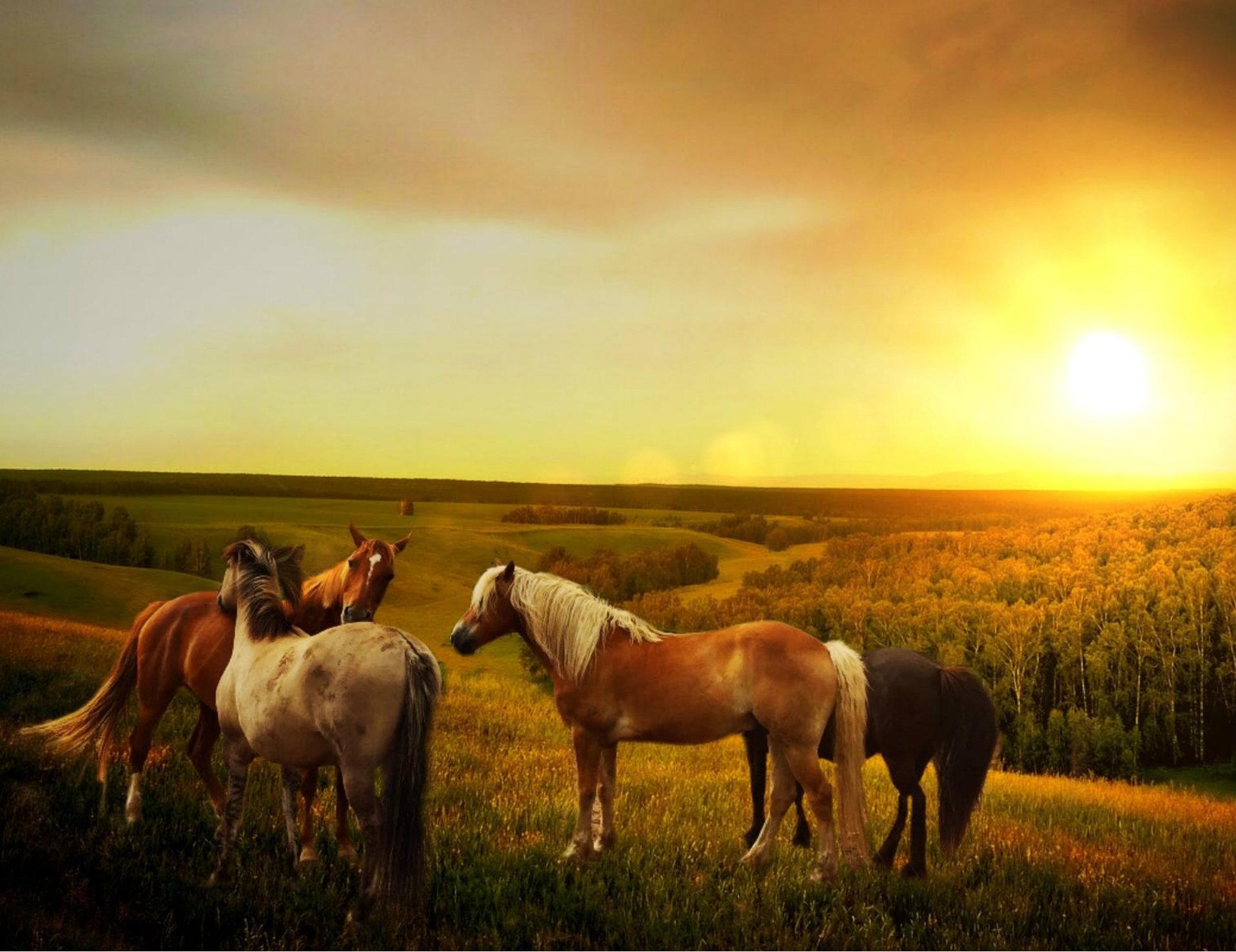 Une rando, un cheval, une rencontre