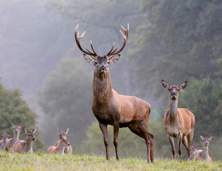 Les amours du cerf