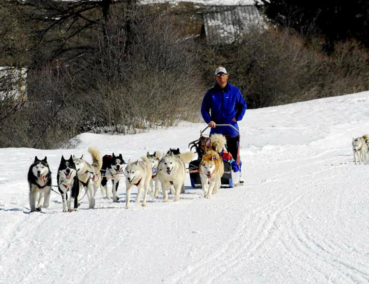 Aventure en chiens de traîneaux près de Zurich