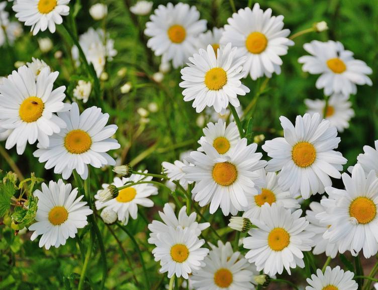 Découverte des Fleurs de Bach