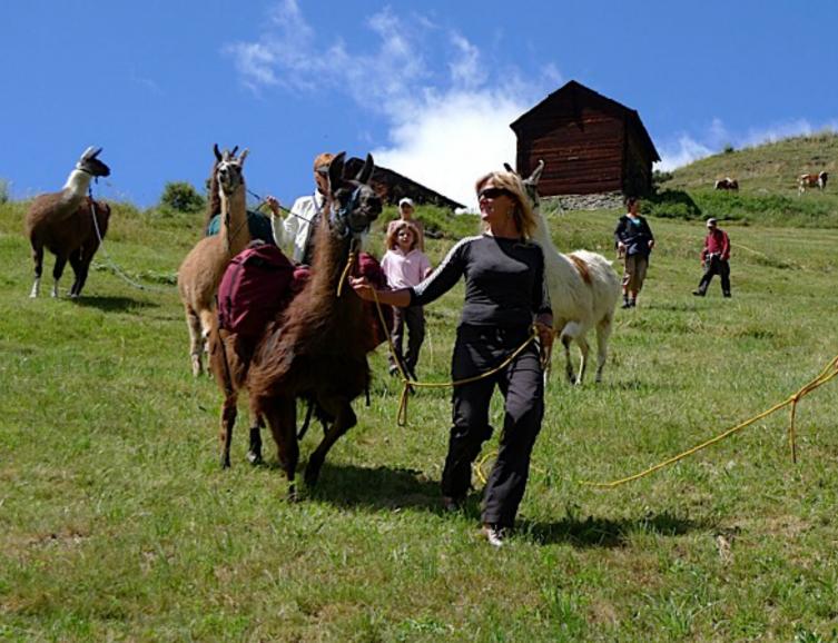 Balade avec les lamas à St-Luc