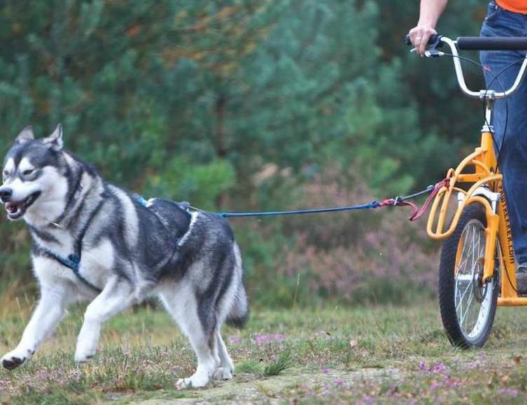 Huskybike et cheval franches-montagnes