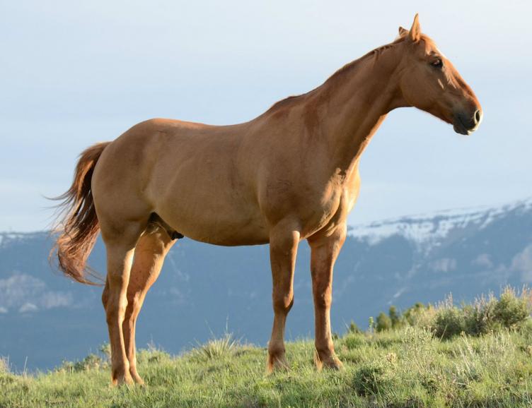 Séance pour votre cheval, chien ou autre animal