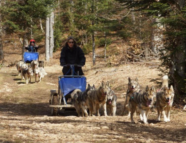 Aventure d'automne en chiens de traîneaux